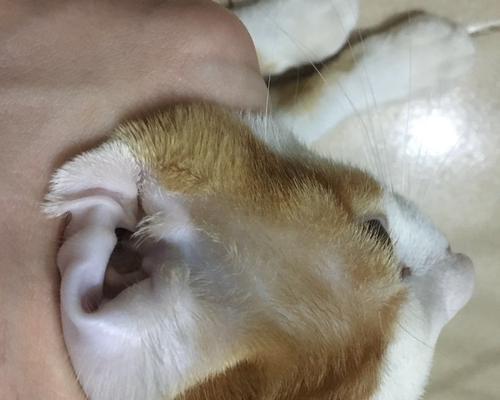 耳螨侵袭！猫咪要小心（耳螨是什么？如何预防和治疗？）