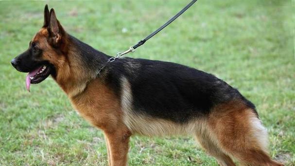 如何科学喂养德牧幼犬（以宠物为主，让德牧幼犬健康成长）