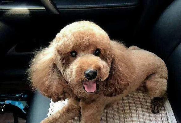 泰迪犬是否会咬人？——科学解析（以宠物为主，探究泰迪犬咬人现象的原因）