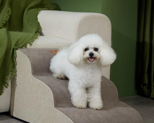 如何护理高龄宠物犬？（15个方法让你的老狗健康幸福）