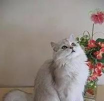 曼岛无尾猫的饲养方法（了解曼岛无尾猫的性格与饲养要点）