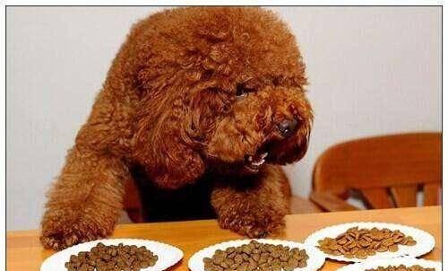 如何有效地解决泰迪犬打嗝问题？（宠物主人必知，轻松应对宠物打嗝）
