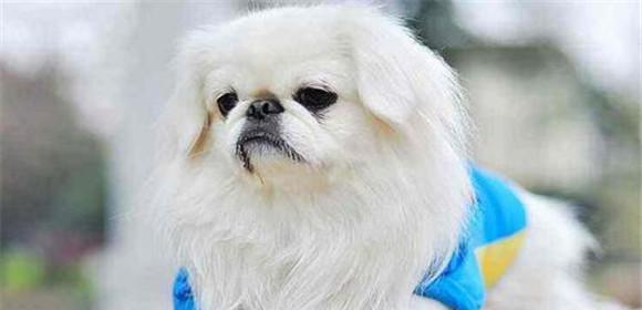 如何正确饲养京巴犬（养一只健康快乐的京巴，从这里开始！）