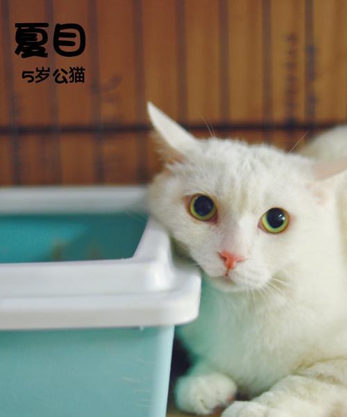 如何合法收养流浪猫（宠物猫的收养程序和注意事项）