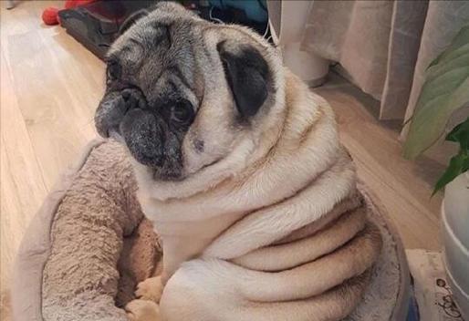 以巴哥犬一直吐，如何处理？（教你如何应对宠物持续呕吐的情况）