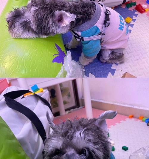 了解雪纳瑞——小型狗犬的魅力（探究雪纳瑞的性格、习性和健康）