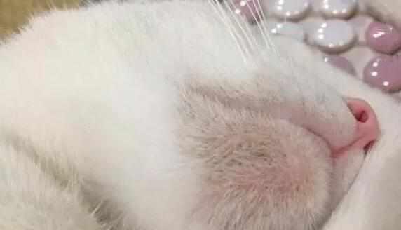 揭秘猫咪黑下巴的原因与治疗方法（宠物主人必看！了解黑下巴的成因，让爱宠更健康）