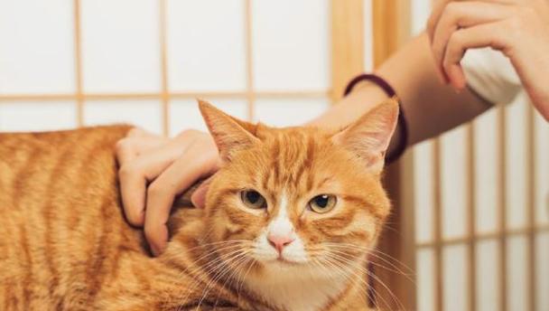 揭秘猫咪喜欢被抚摸的真正原因（探究猫咪与人类情感互动的奥秘）