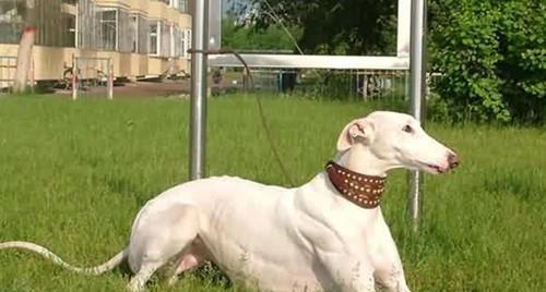 灵织犬随行训练，让宠物变成最好的旅伴（如何让灵织犬成为完美的旅行伴侣？）