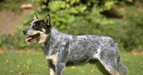 田野小猎犬饲养指南