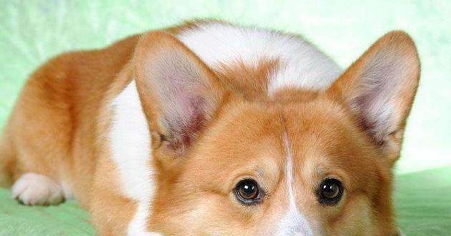 柯基犬大小便训练全攻略（让你的宠物健康无忧，养得放心省心）