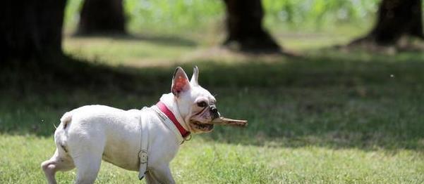 以法牛犬——高品质的宠物选择（训练与养护技巧全指南）