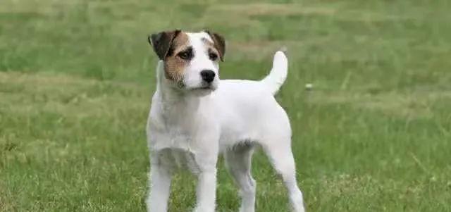杰克罗素梗的饲养方法（养护技巧，让你的小猎犬健康快乐）