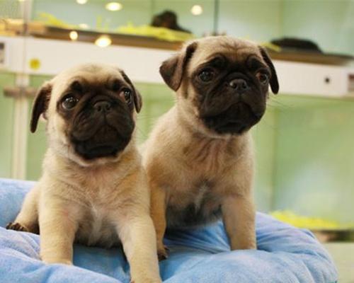如何科学饲养巴哥犬？（巴哥犬饲养小贴士）