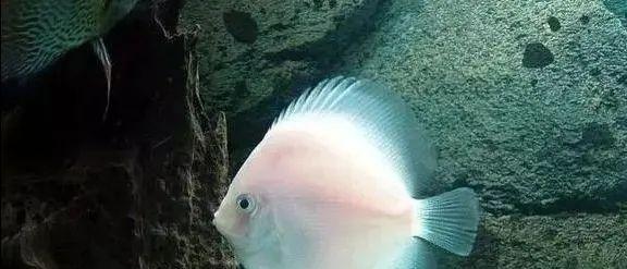 接吻鱼的饲养方法（让你的接吻鱼健康成长——详细介绍接吻鱼的饲养技巧）