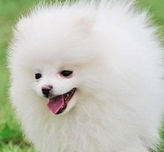 芬兰狐狸犬的饲养方法（养狐狸犬，从这15个方面注意！）