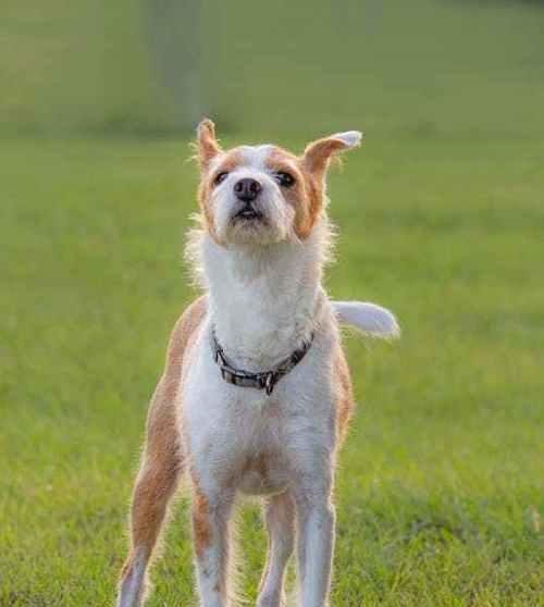 巴仙吉犬的饲养方法（了解巴仙吉犬的特点，掌握饲养技巧）