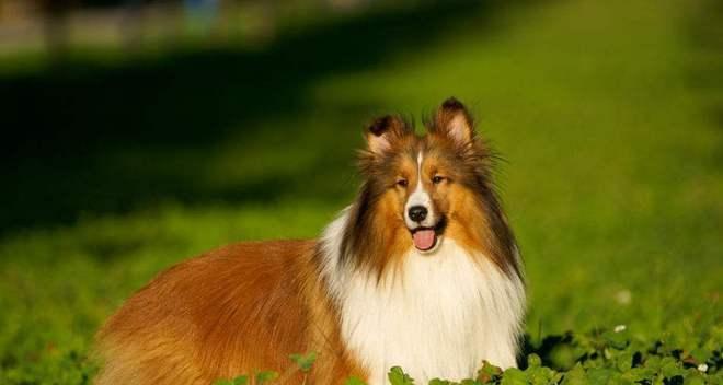 黄金猎犬的饲养秘籍（打造健康快乐的宠物生活）