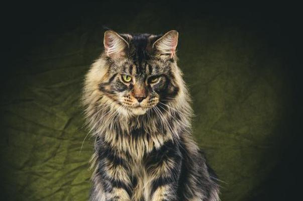 如何正确饲养缅因猫（缅因猫的特点和适宜饲养环境）