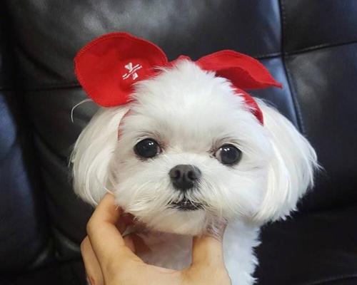 玛尔济斯犬的饲养方法（从犬舍环境到日常饮食，全面解析如何养好玛尔济斯犬）