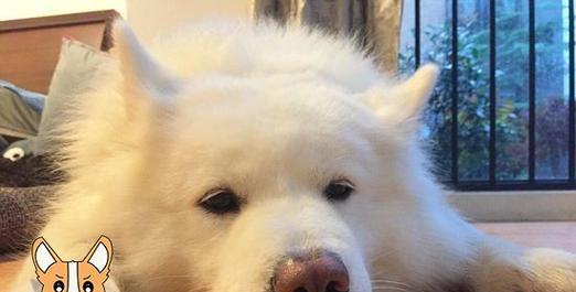 如何护理宠物狗的感冒（养狗人必读，了解狗狗感冒的常见症状、治疗方法和预防措施）