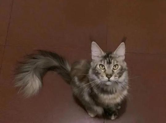 以缅因猫的饲养方法为主题的宠物养护指南（从喂食到健康保障，教你如何照顾你的缅因猫）
