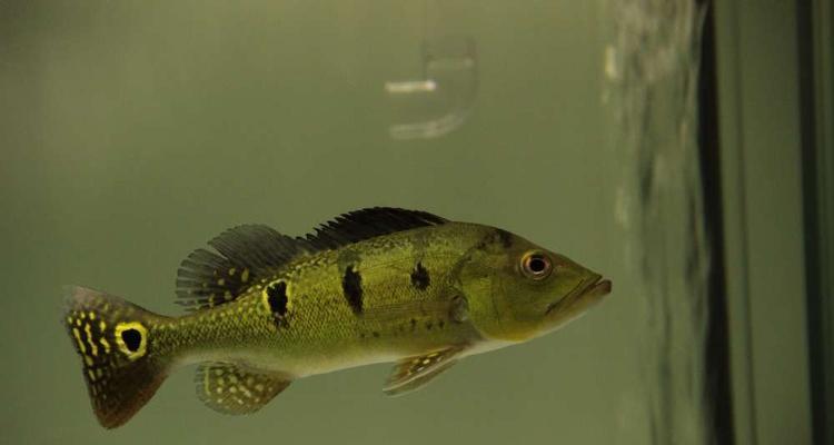 眼斑鲷的饲养方法（水族箱中的小精灵——了解眼斑鲷的饲养技巧）