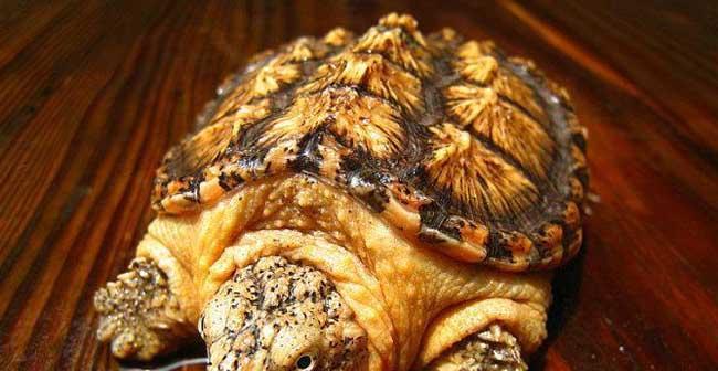 佛州拟鳄龟饲养方法详解（以宠物为主，让你的鳄龟健康成长）