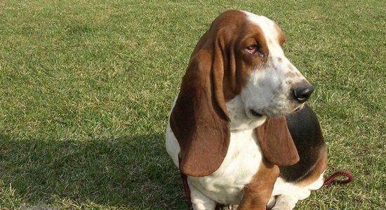 巴吉度猎犬饲养指南（了解巴吉度猎犬，让你做个好主人）