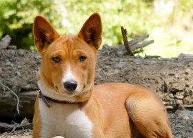 巴仙吉犬的饲养方法（如何照顾你的巴仙吉犬）