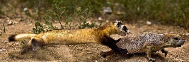 狨猴饲养方法全解析（从生活习性到饲养环境，助你了解如何照顾狨猴）