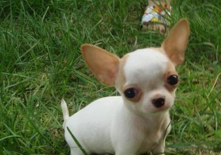 贝生吉犬的饲养方法（了解贝生吉犬，让你的爱宠更健康）