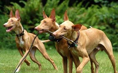 法老王猎犬的饲养秘诀（养犬达人告诉你如何照顾你的狗）