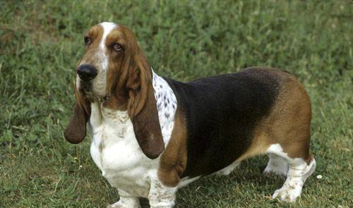 如何正确饲养巴吉度猎犬（掌握饲养技巧，让宠物健康快乐）