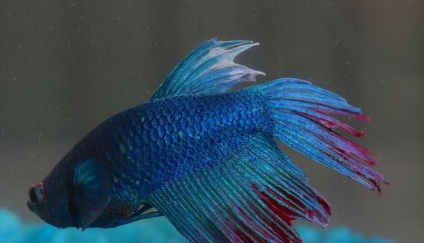 半月斗鱼的饲养方法（打造一个健康的家庭水族箱）