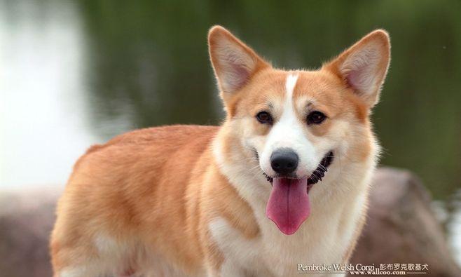 揭秘柯基犬的聪明程度（以宠物为主，探究柯基犬的智商水平）