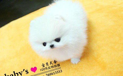 茶杯博美犬——迷你版的博美犬（以宠物为主的完美选择）