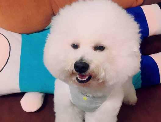 比熊犬——易养宠物的首选（比熊犬的性格、饲养要点和健康保障）