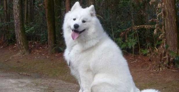 如何训练你的萨摩耶犬？四大方法全解析！（成为宠物训练达人，让你的萨摩耶犬听话、懂规矩！）