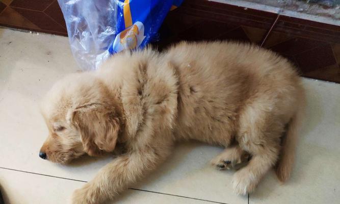 金毛犬也会过敏？（宠物过敏症状、预防及治疗方法）