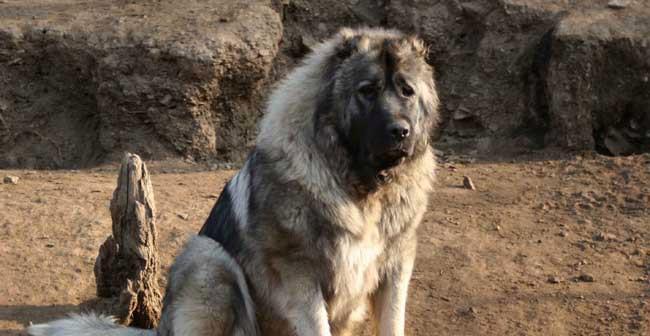 杜高犬感冒应对方法（如何帮助宠物快速康复）
