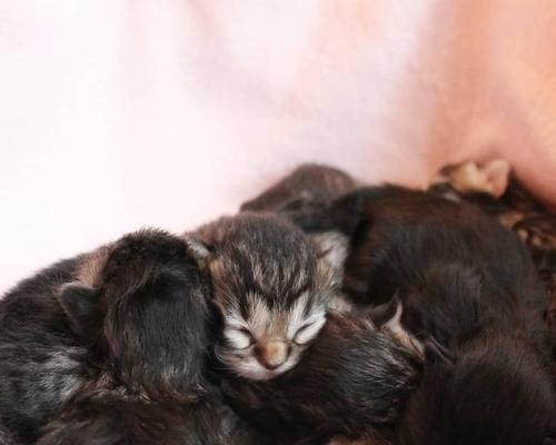怀孕期间猫咪后腿不能动的原因和处理方法（如何保护猫咪及其宝宝的健康、注意事项和经验分享）