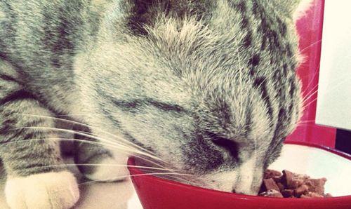 猫咪为何身体冰凉不吃东西？（解析猫咪体温异常的原因和对策）