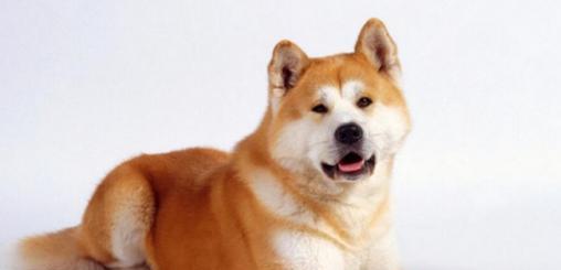 四个月秋田犬的饮食指南（喂什么最好？如何喂养？）
