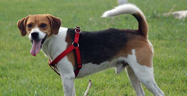 《田野小猎犬的饲养宝典》（全面了解田野小猎犬的饲养方法，让你的宠物更健康快乐）