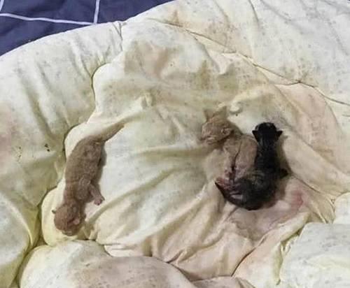 猫咪尿床？别急，我们来帮忙！（解决猫咪尿床垫子问题的有效方法及注意事项）