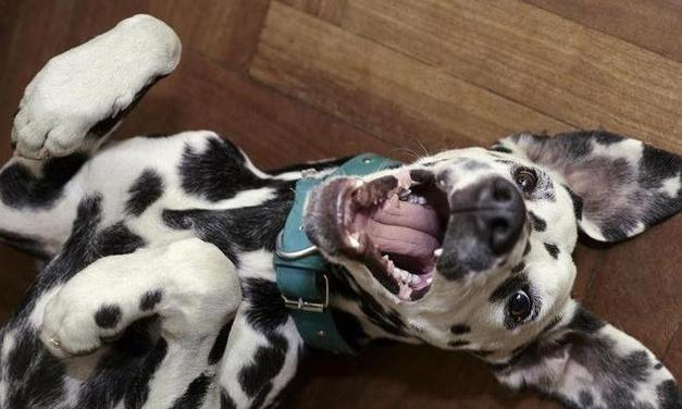 如何正确梳理短毛犬的毛发（让您的宠物更健康舒适）