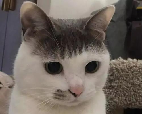 猫咪脸型（从幼年到成年，猫咪脸型的演变及识别方法）