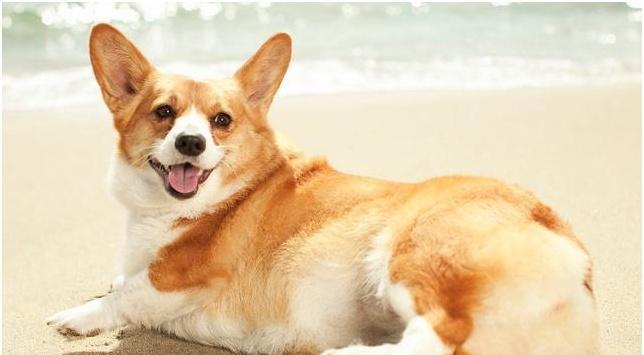 以柯基犬为例，探究宠物的智商和训练方法