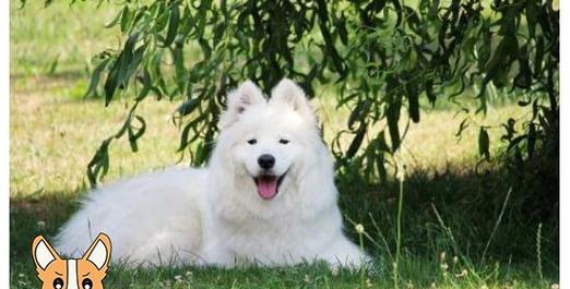 培养快乐萨摩耶犬的四大方法（以宠物为主，从根本上改善狗狗的行为问题）